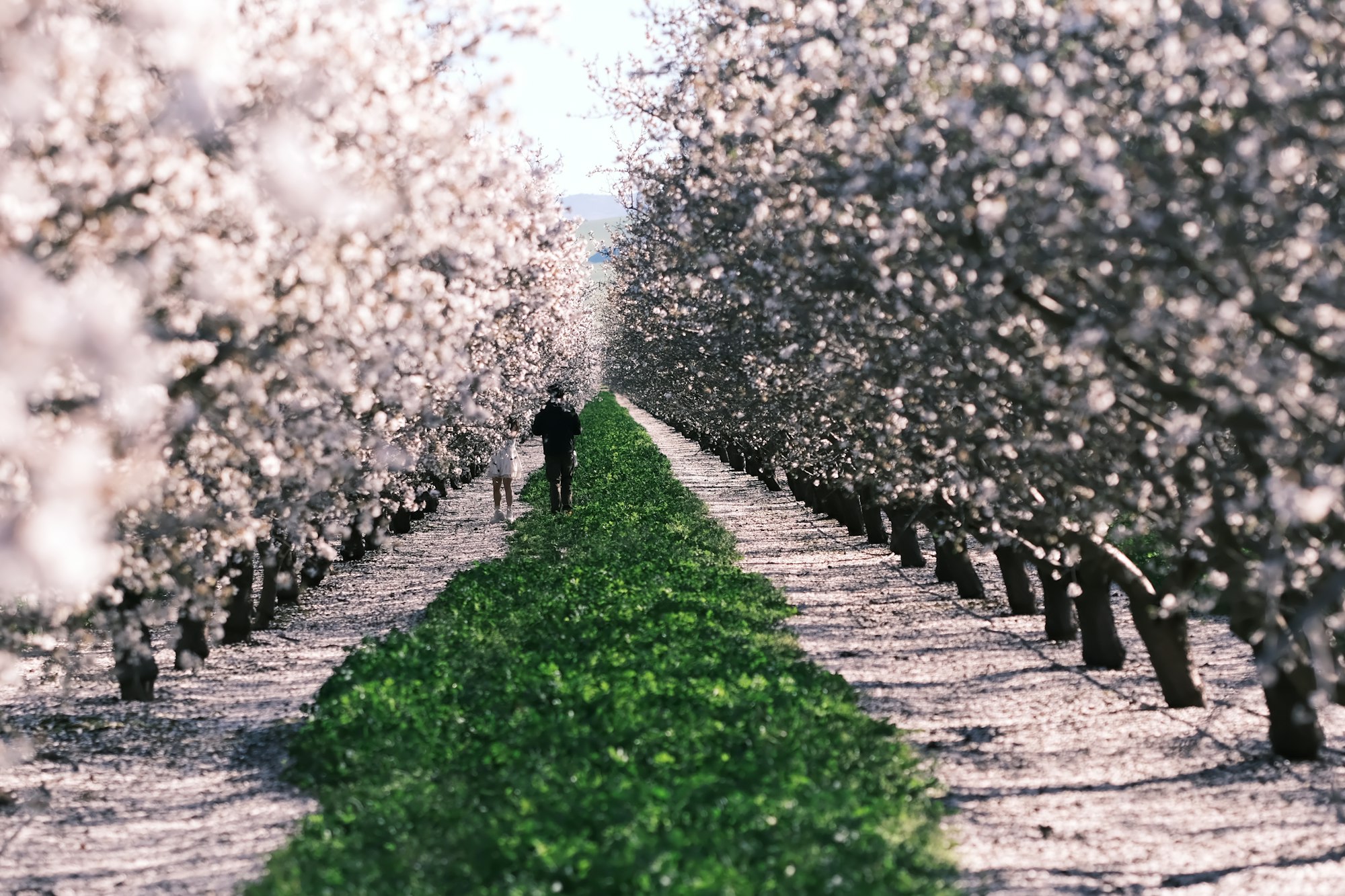 Sentiero di campagna tra fioriture